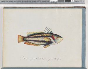 Page 25. Poisson non identifié - Unknown artist