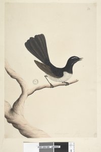 Page 28. Taille naturelle, Juillet Willie Wagtail Rhipidura leucophrys, 1791-92