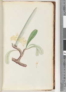 Page 29. Banksia côtier