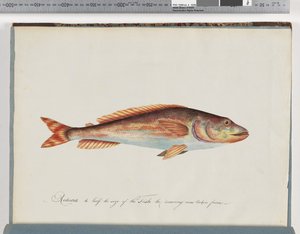 Page 29. Poisson non identifié