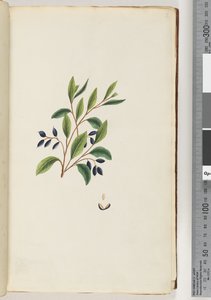 Page 2. Plante non identifiée
