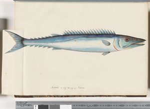 Page 32. Barracouta