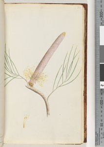 Page 34. Une Banksia