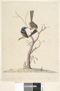 Page 34. Mo,ro,dru,ing, mâle et femelle, taille naturelle Merveilleux Troglodyte bleu Malarus cyaneus, 1791-92 - Unknown artist