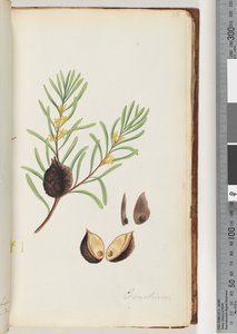 Page 36. Conchium