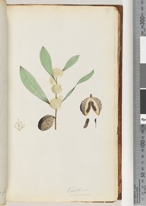 Page 37. Conchium nervosum