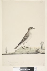 Page 38. Alundu? au-dessus du titre dans une autre main Taille naturelle, Juillet Pipit Anthus australis, 1791-92