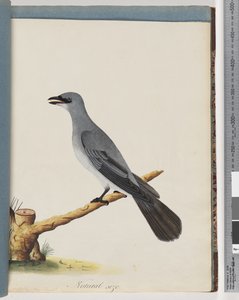 Page 38. Oiseau non identifié, probablement un grand lanius - Unknown artist