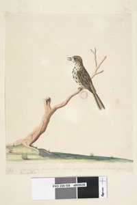 Page 39. Fringilla. le long du bord inférieur dans une autre main Juillet, taille naturelle. Les notes de cet oiseau sont égales sinon supérieures à celles du Linotte anglaise Fauvette tachetée Chthonicola sagittata, 1791-92 - Unknown artist