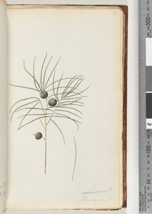 Page 39. Schraderia / Persoonia