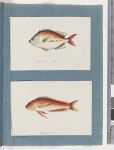 Page 3. Poisson non identifié 4. Poisson non identifié