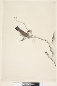 Page 41. Fringilla. au-dessus du titre dans une autre main Juin. Taille naturelle. Iris douteux Diamond Firetail Stagonopleura guttata, immature, 1791-92 - Unknown artist