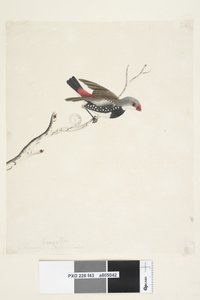 Page 43. Fringilla. sous le titre dans une autre main février. Taille réelle Diamant à gouttelettes Stagonopleura guttata, 1791-92 - Unknown artist