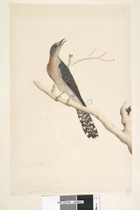 Page 44. Cuculus. au-dessus du titre, dans une autre main Taille réelle. dans le coin supérieur gauche dans une troisième main B et dans le coin inférieur gauche Va avec A c