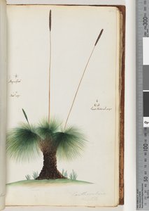 Page 45. Xanthorrhoea Hastile Arbre à herbe Agrandi. Taille naturelle. Graine taille naturelle - Unknown artist