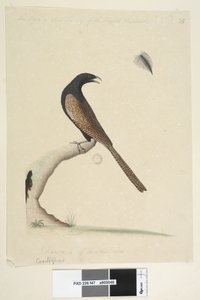 Page 47. Centropus. Taille réduite à 1/3 Coucal faisan Centropus phasianinus, 1791-92 - Unknown artist