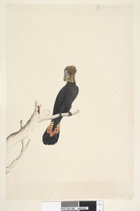 Page 48. Black Cockatoo. Glossy Black Cockatoo Calyptorhynchus lathami, femelle, 1791-92 - Unknown artist