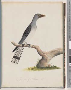 Page 49. Oiseau non identifié. Scythrops - Unknown artist