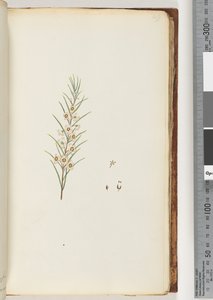 Page 49. Plante non identifiée