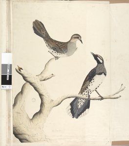 Page 4. Turdus. Dessiné à la taille naturelle, étant les deux seuls de ce genre encore vus dans la colonie, juin 1792 Spotted Quail Thrush Cinclosoma punctatum - Unknown artist