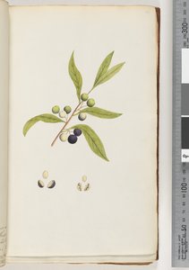 Plante non identifiée - Unknown artist
