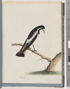 Page 50. Pie-grièche. Corvus cyanoleucos - Unknown artist