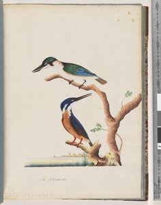 Page 53. 1. Martin-pêcheur sacré. Alcedo sacre 2. Martin-pêcheur azur. Martin-pêcheur à 2, 3 doigts de N. Hollande - Unknown artist