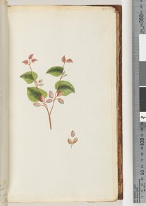 Page 55. Plante non identifiée