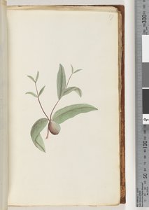 Page 57. Plante non identifiée