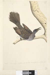 Page 58. Octr. Taille naturelle, les plumes du cou, de la tête, de la poitrine et du dos sont toutes pointues Oiseau à wattles brossés Anthochaera chrysoptera, 1791-92 - Unknown artist