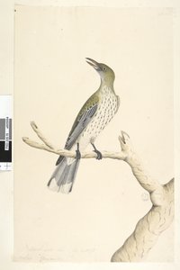 Page 5. Oriolus mimetis. taille naturelle. Juillet, iris douteux Olive, Loriot à dos olive Oriolus sagittatus, 1791-92