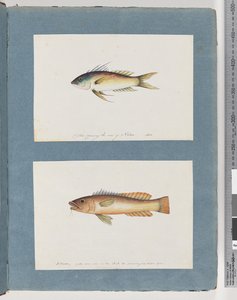 Page 5. Poisson non identifié 6. Poisson non identifié - Unknown artist