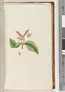 Page 60. Plante non identifiée
