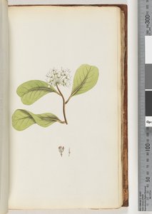 Page 61a. Le Mangrove - Unknown artist