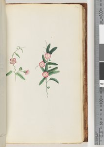 Page 62. Plante non identifiée