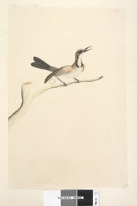 Page 63. Mai. Taille naturelle Tawny Crowned Honeyeater Phylidonyris melanops, 1791-92 - Unknown artist