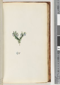Page 64. Plante non identifiée