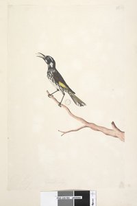 Page 65. Mai, taille naturelle Yellow Winged Honeyeater Meliornis novae, hollandiae, 1791-92