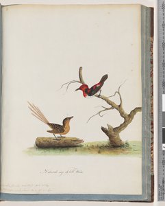 Page 66. 1. Méliphage écarlate. Certhia/Méliphage/orientale. 2. Oiseau non identifié. Muscicapa malachura - Unknown artist
