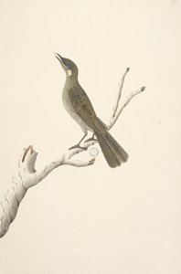 Page 68. Taille réelle, août Lewin Honeyeater Meliphaga Lewinii, 1791-92 - Unknown artist