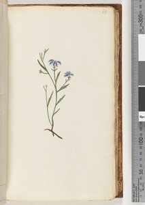 Page 68. Plante non identifiée