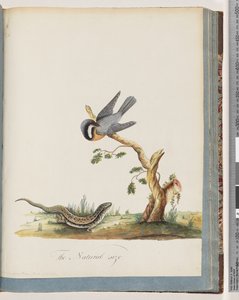 Page 69. Oiseau non identifié avec un lézard. Sylvia rufirostris - Unknown artist