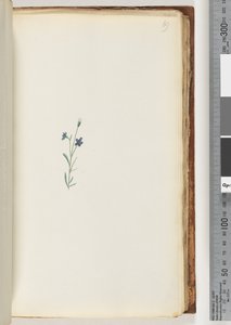 Page 69. Plante non identifiée