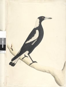 Page 6. Barita. taille naturelle Pie noire, Gymnorhina tibicen, 1791-92 - Unknown artist