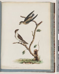 Page 74. Oiseaux non identifiés - Unknown artist