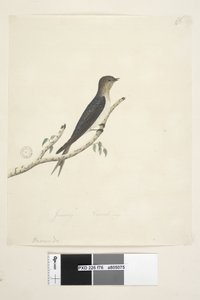 Page 76. Hirundo. au centre inférieur dans une autre main Janvier Taille naturelle Hirondelle bienvenue Hirundo neoxena, 1791-92
