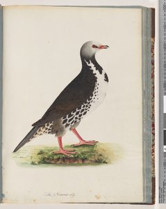 Page 76. Oiseau non identifié - Unknown artist