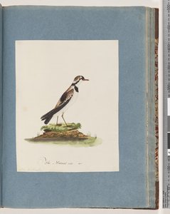 Page 79. Pluvier à front noir. Charadrius Hiaticula - Unknown artist