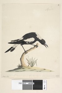 Page 7. Barita. suivant le titre dans une autre main 1/2 de la taille naturelle. une autre note dans une troisième main, lit Cet oiseau a une note très inhabituelle et non désagréable. Pie à dos noir Gymnorhina tibicen, 1791-92 - Unknown artist