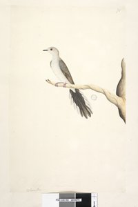 Page 80. Columba. Mai. Taille réelle Diamond Dove Geopelia cuneata, 1791-92 - Unknown artist